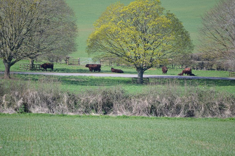 Cattle in Park