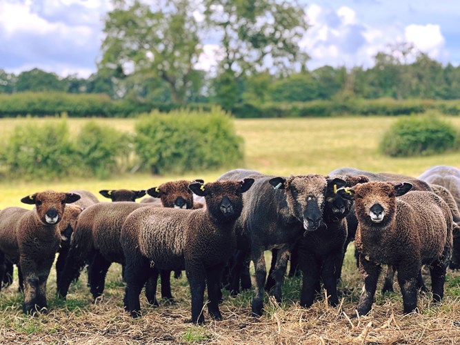 Lambs